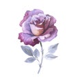 Wildflower rose flower in a watercolor style isolated.