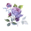 Wildflower rose flower in a watercolor style isolated.