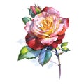 Wildflower rose flower in a watercolor style isolated. Royalty Free Stock Photo