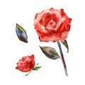 Wildflower rose flower in a watercolor style isolated. Full name of the plant: rose, hulthemia, rosa. Aquarelle wild