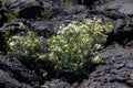 Wildflower's at Craters of the Moon National Monument and Preserve