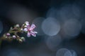 Close up of a tiny flower Saxifraga hirsuta Royalty Free Stock Photo