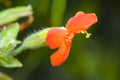 Wildflower Scarlet Monkeyflower, Mimulus cardinali Royalty Free Stock Photo