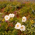 Wildflower Season