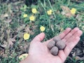 Wildflower Seed Bombs