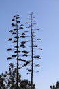 Wildflower series - Century Plant - Agave Americana Marginata Royalty Free Stock Photo