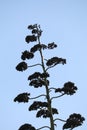 Wildflower series - Century Plant - Agave Americana Marginata Royalty Free Stock Photo