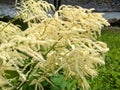 Wildflower: Snow-in-summer, Flax leaf paperbark, Cajeput tree. Narrow-leaved Paperbark, Narrow-leaved Honey Myrtle, Snowstorm Mel