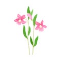 Wildflower Specie or Herbaceous Flowering Plant with Pink Flowers Vector Illustration