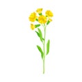Wildflower Specie or Herbaceous Flowering Plant with Yellow Florets Vector Illustration