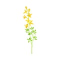 Wildflower Specie or Herbaceous Flowering Plant with Yellow Florets Vector Illustration