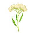Wildflower Specie with Small Florets on Green Stalk Vector Illustration