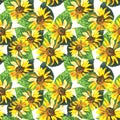 Wildflower sunflower flower pattern in a watercolor style. Royalty Free Stock Photo