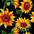 Wildflower sunflower flower pattern in a watercolor style. Royalty Free Stock Photo