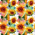 Wildflower sunflower flower pattern in a watercolor style. Royalty Free Stock Photo