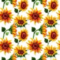 Wildflower sunflower flower pattern in a watercolor style. Royalty Free Stock Photo