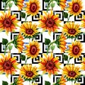 Wildflower sunflower flower pattern in a watercolor style. Royalty Free Stock Photo