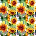 Wildflower sunflower flower pattern in a watercolor style. Royalty Free Stock Photo