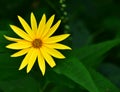 Wildflower - Sunny Smile - Wild Wood Sunflowers- Necedah Wildlife Refuge, Wisconsin, USA