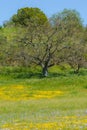 Wildflower super bloom.Oak tree and Field of yellow flowers at Carrizo Plain National
