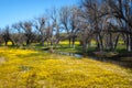 Wildflower super bloom. Field of yellow flowers at Carrizo Plain, California