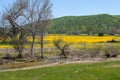 Wildflower super bloom. Field of yellow flowers at Carrizo Plain, California