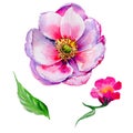 Wildflower tea rose flower in a watercolor style isolated. Royalty Free Stock Photo