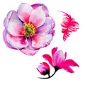 Wildflower tea rose flower in a watercolor style isolated. Royalty Free Stock Photo