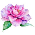 Wildflower tea rose flower in a watercolor style isolated. Royalty Free Stock Photo