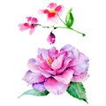 Wildflower tea rose flower in a watercolor style isolated. Royalty Free Stock Photo