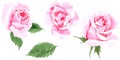 Wildflower tea rose flower in a watercolor style isolated. Royalty Free Stock Photo