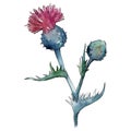 Wildflower thistle flower in a watercolor style isolated.