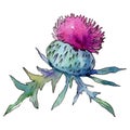 Wildflower thistle flower in a watercolor style isolated.