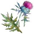 Wildflower thistle flower in a watercolor style isolated.