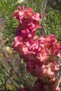 Veiny Dock or Rumex Venosus Royalty Free Stock Photo