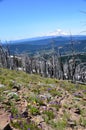 Wildflower View: Mt. Adams Presiding, Darland Mountain, Cascade Mountains, Washington State Royalty Free Stock Photo