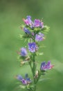 Wildflower viper`s bugloss echium vulgare Royalty Free Stock Photo