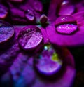 Wildflower water droplet Royalty Free Stock Photo
