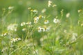 coatbuttons or tridax daisy, is a species of flowering plant known as a widespread weed and pest