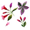 Wildflower Weigela florida flower in a watercolor style isolated.