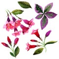 Wildflower Weigela florida flower in a watercolor style isolated.