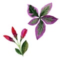 Wildflower Weigela florida flower in a watercolor style isolated.