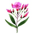 Wildflower Weigela florida flower in a watercolor style isolated.