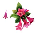 Wildflower Weigela florida flower in a watercolor style isolated.