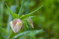 Wildflower, White Fairy Lantern