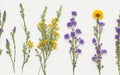 Wildflower Wonderland: Colorful Floral Elements and Natural Field Plants.