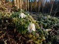 Wildflower wood anemone anemone nemorosa covered with morning icy frost in the morning in forest in early spring