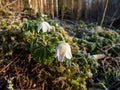 Wildflower wood anemone anemone nemorosa covered with morning icy frost in the morning in forest in early spring