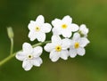 Woodland Forget-me-not Myosotis sylvatica white flowers Royalty Free Stock Photo