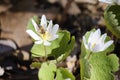 Wildflower in woods of the fathers